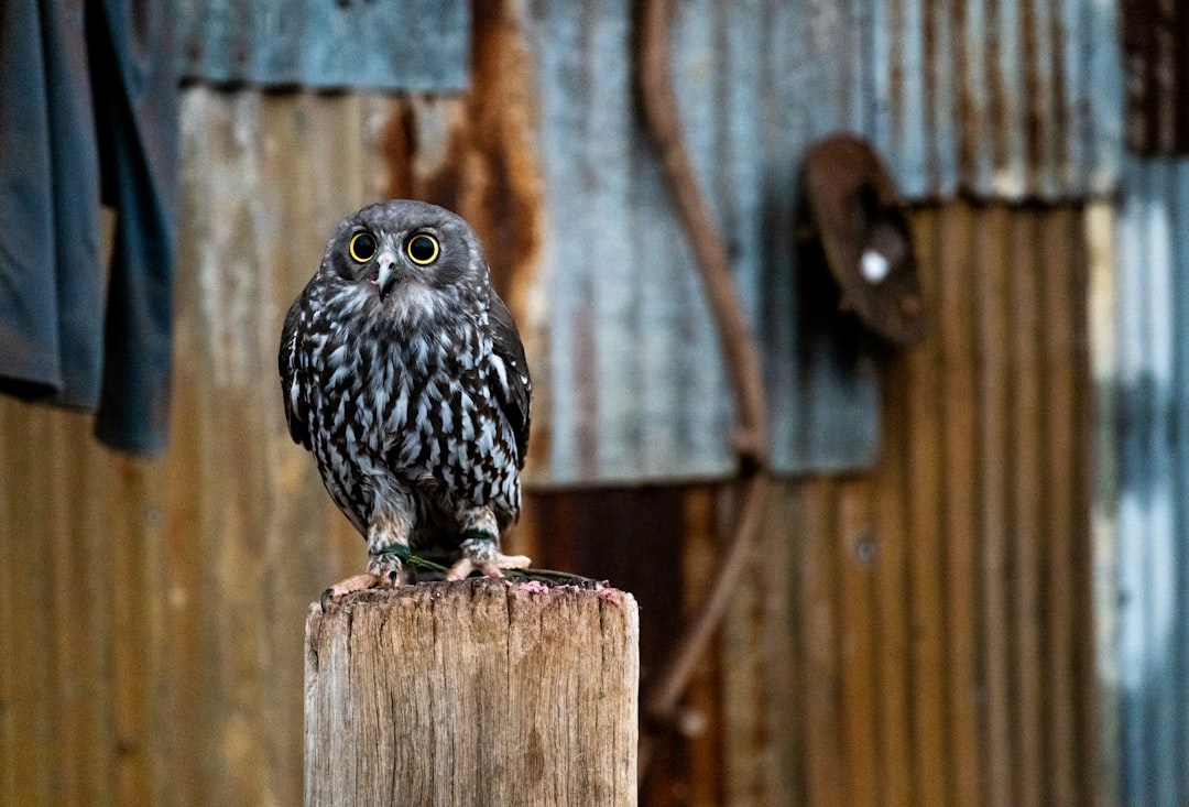 Caversham, Reading: A small owl perched on a wooden post.